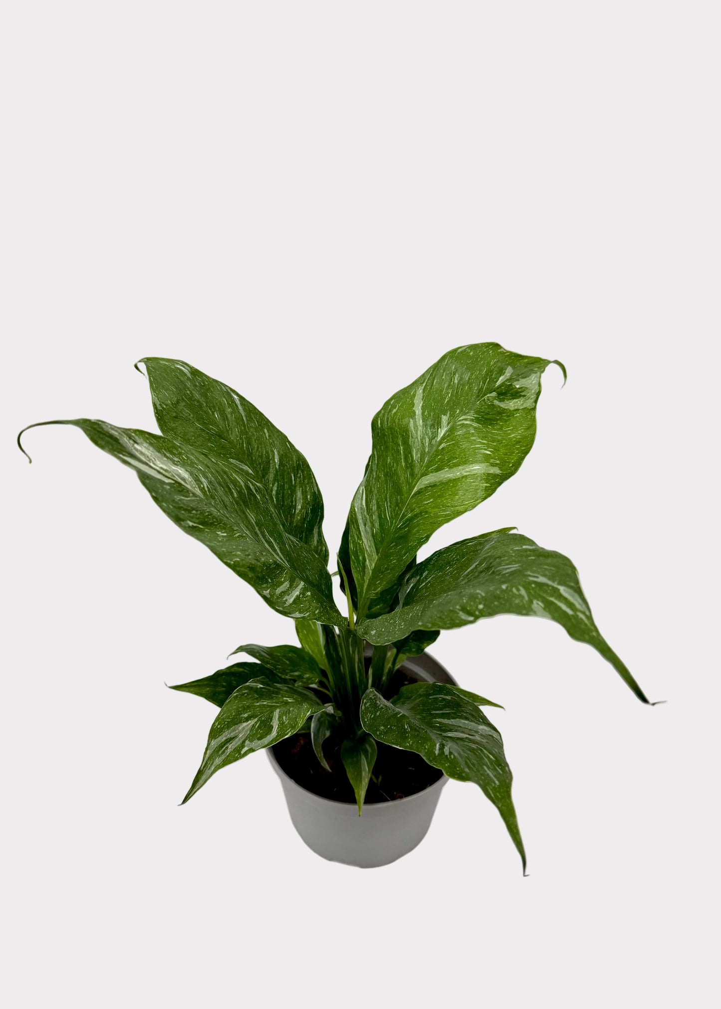 Spathiphyllum - Domino