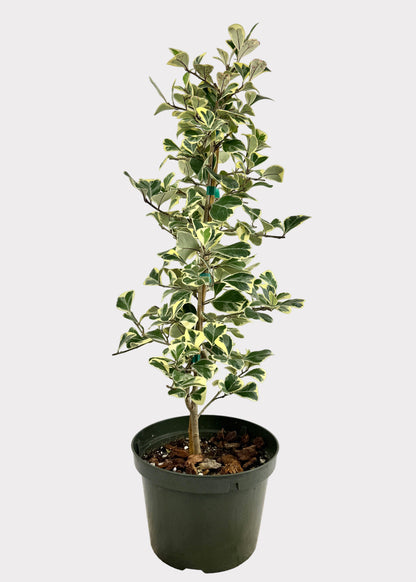 Ficus - Triangularis Variegated