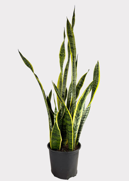Sansevieria - Laurentii Snake Plant
