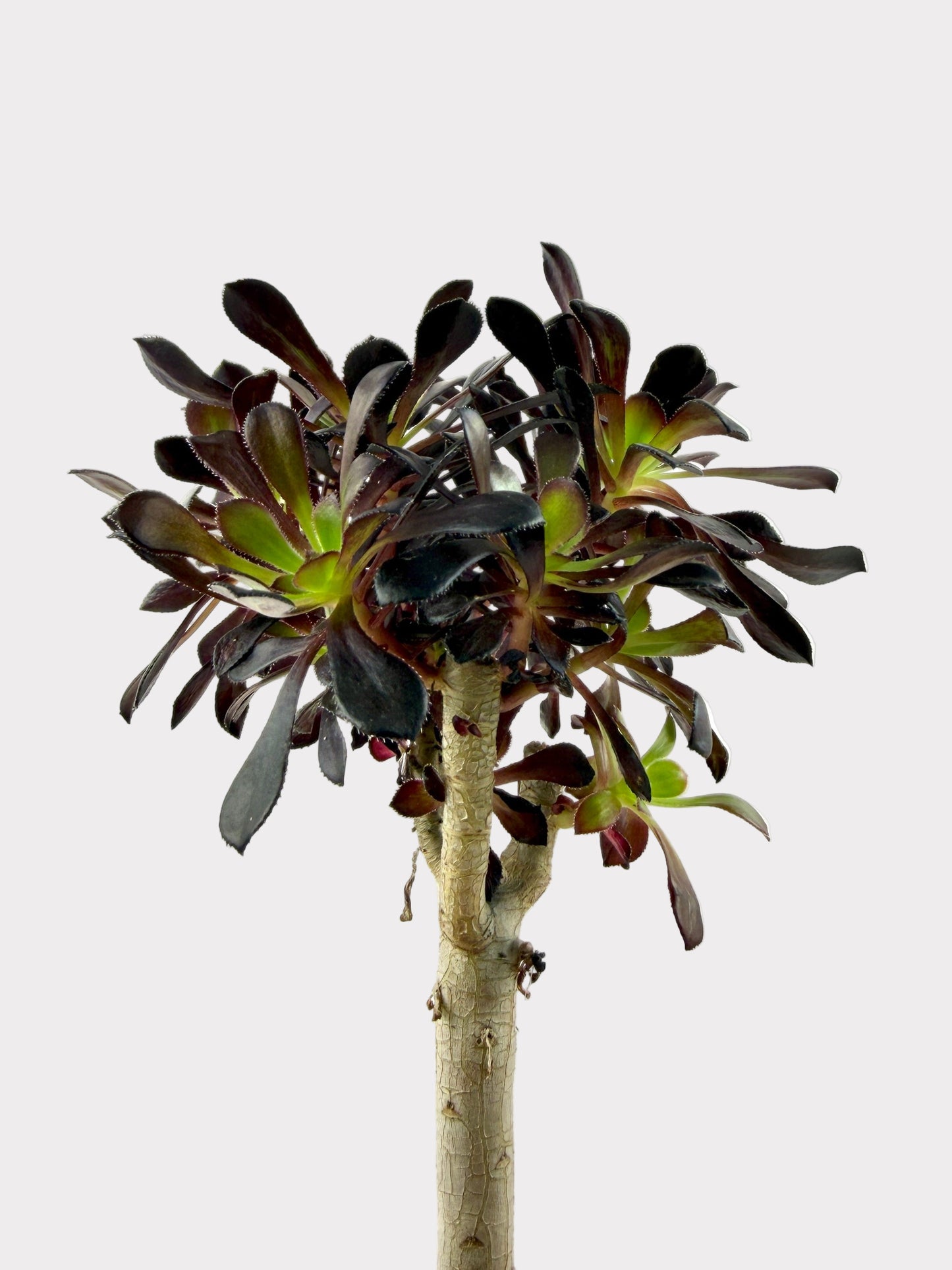 Aeonium Black Rose Zwartkop Tree Form