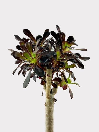 Aeonium Black Rose Zwartkop Tree Form