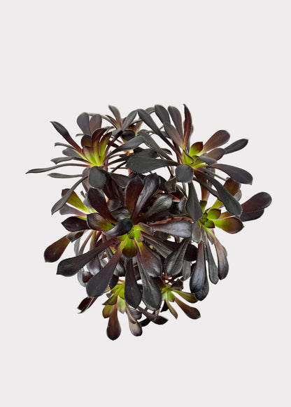 Aeonium Black Rose Zwartkop Tree Form