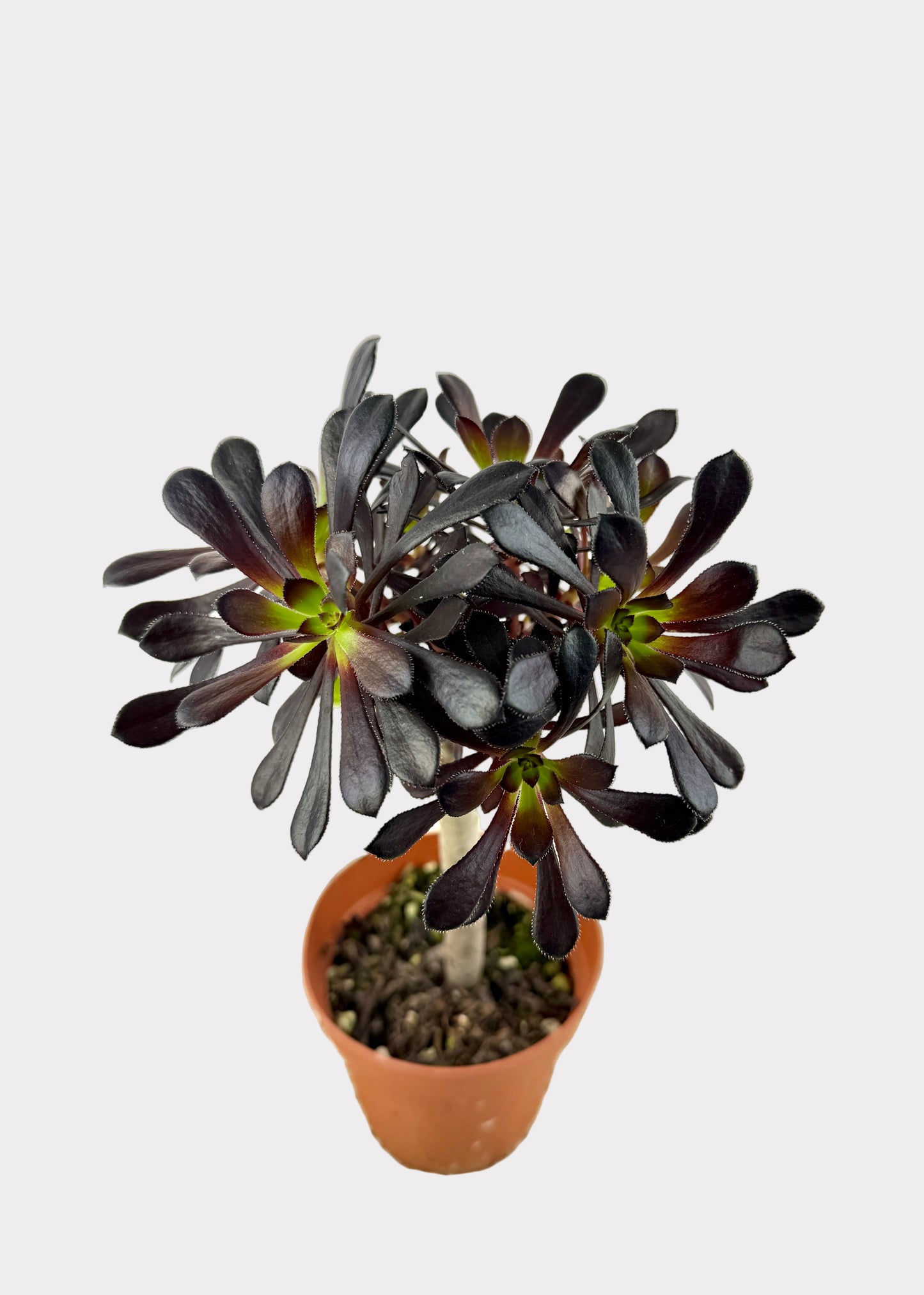 Aeonium Black Rose Zwartkop Tree Form