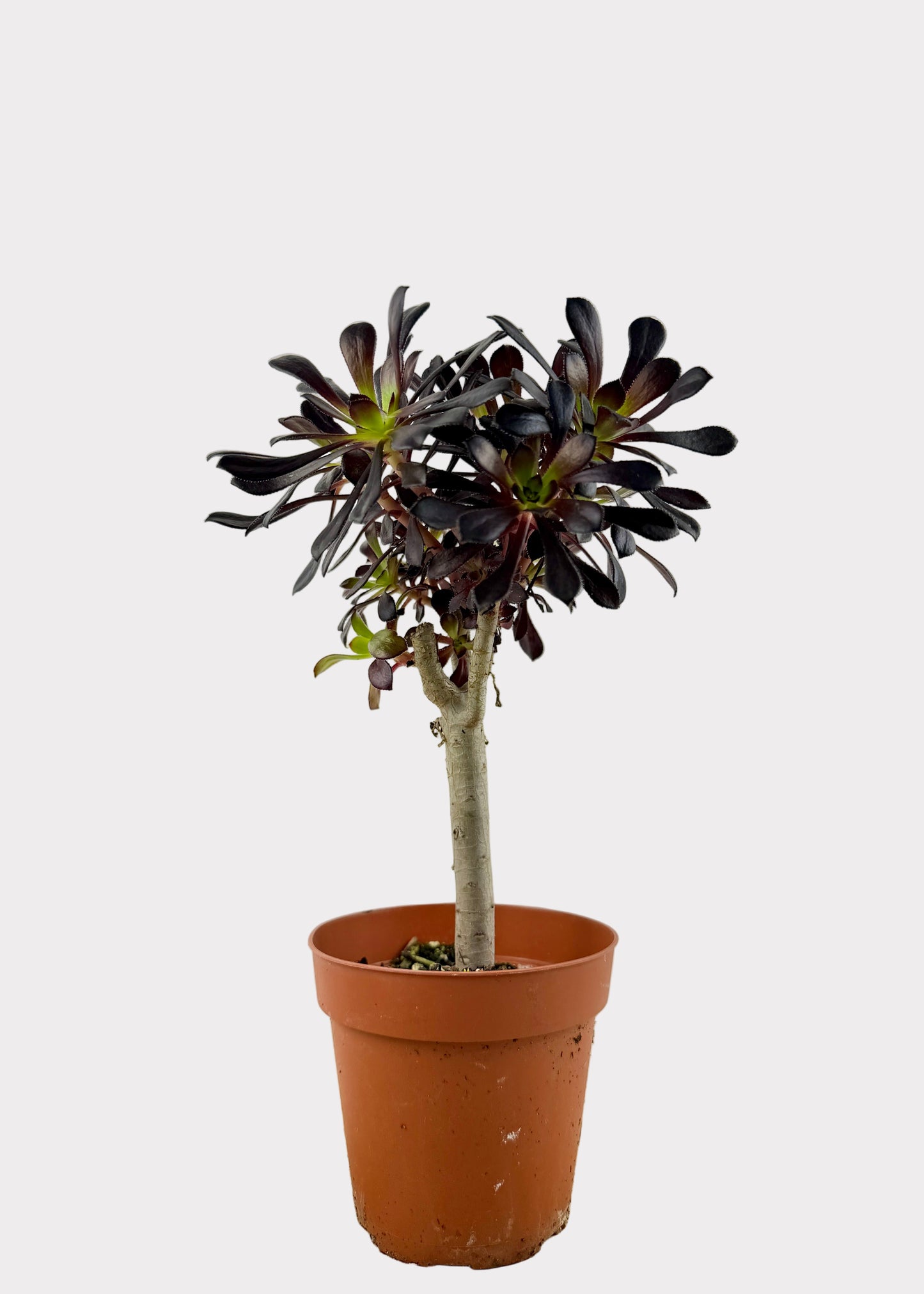 Aeonium Black Rose Zwartkop Tree Form
