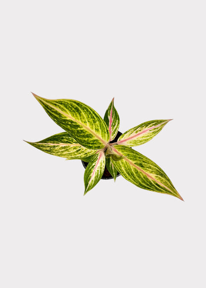 Aglaonema - Golden Star