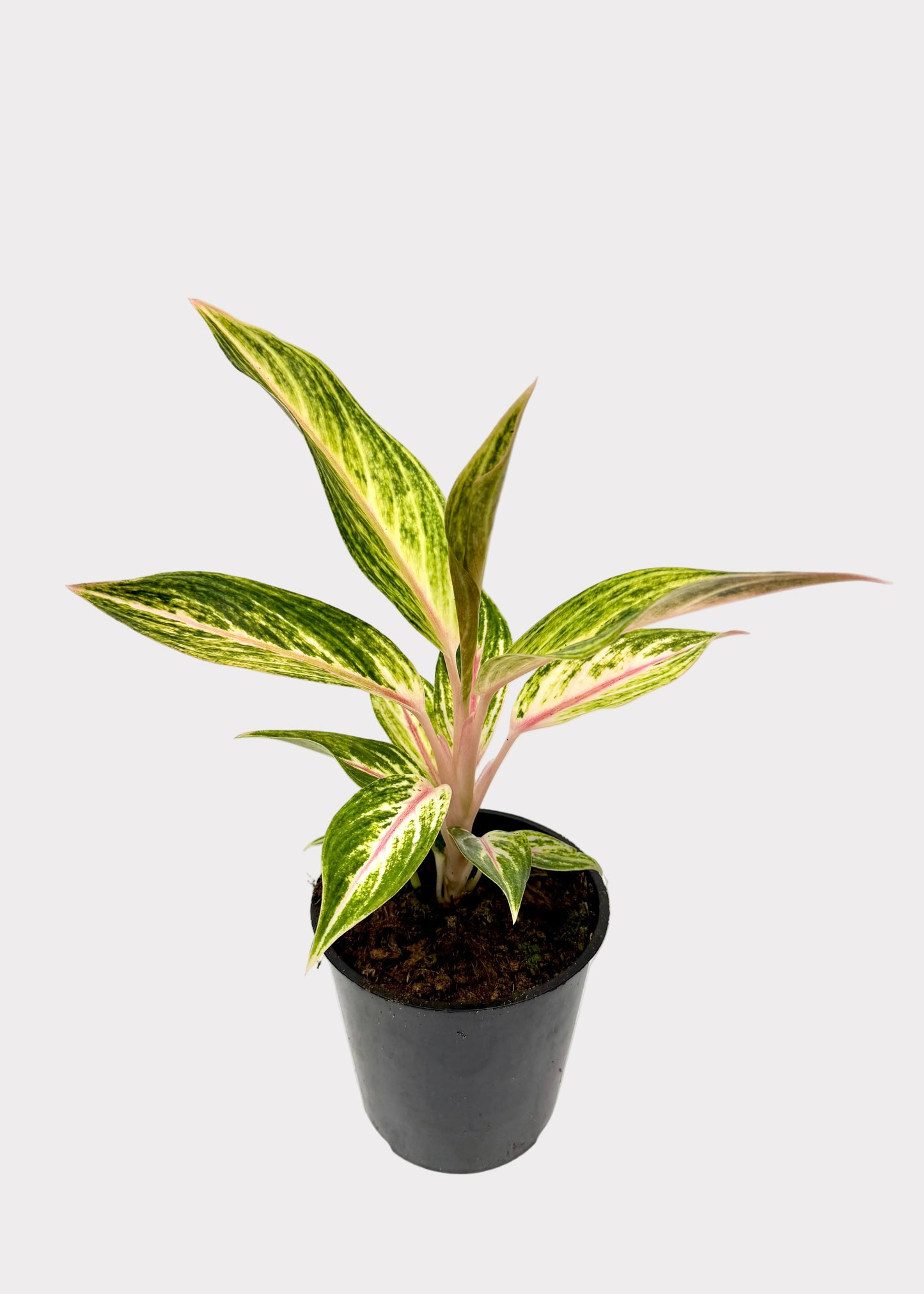Aglaonema - Golden Star