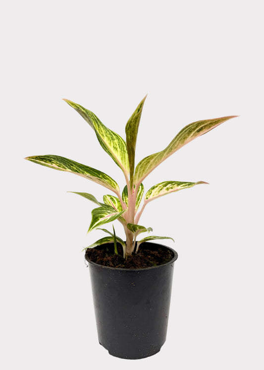 Aglaonema - Golden Star