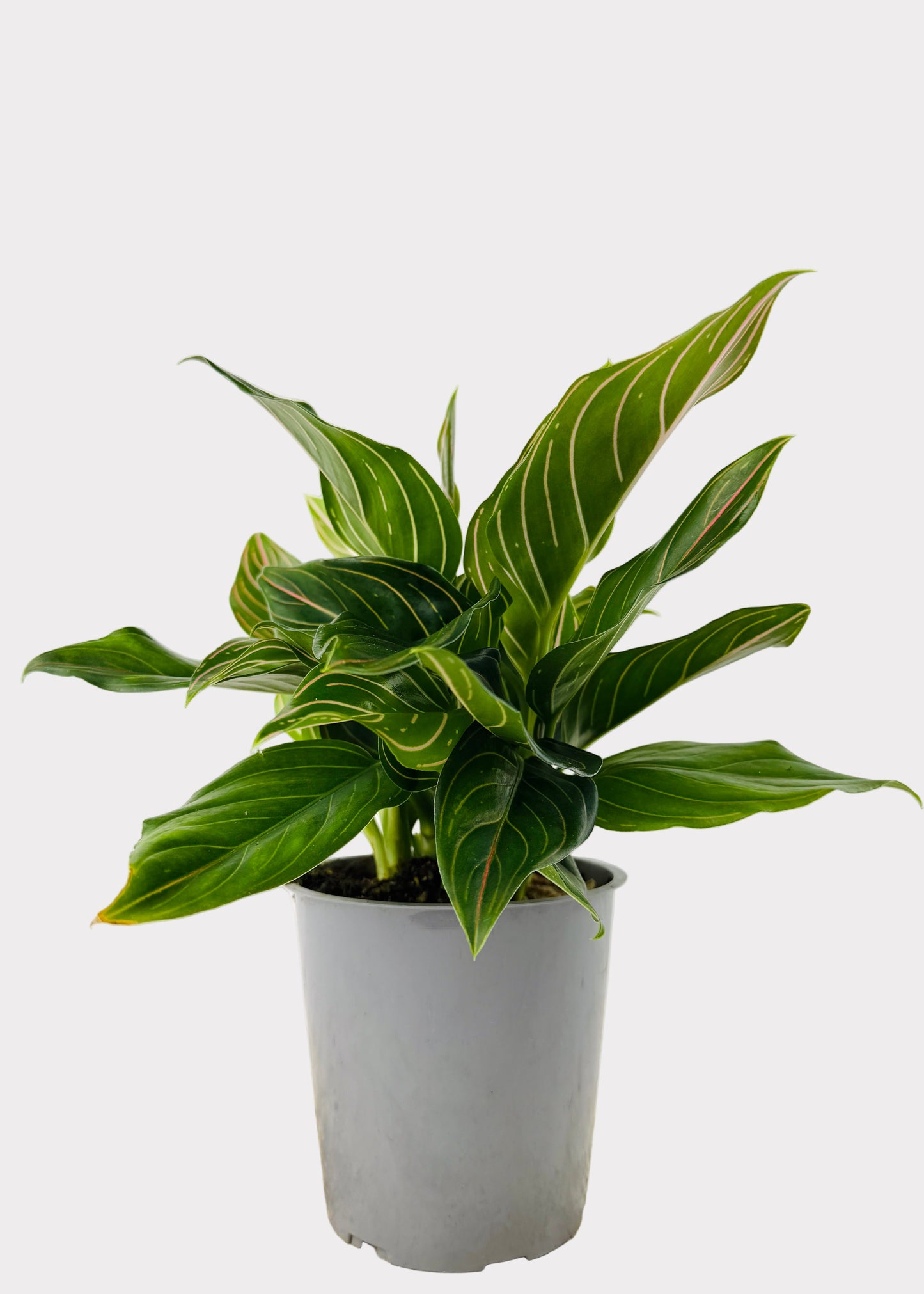 Aglaonema – Red Vein
