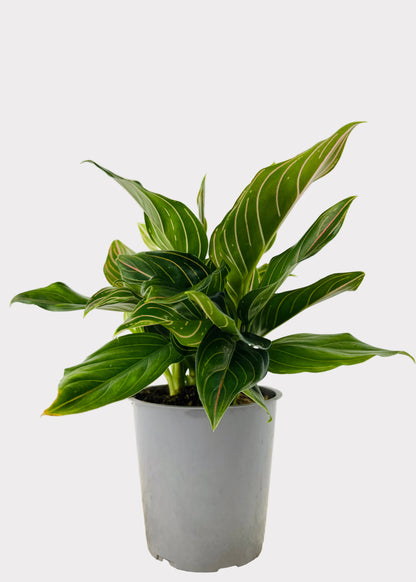 Aglaonema – Red Vein