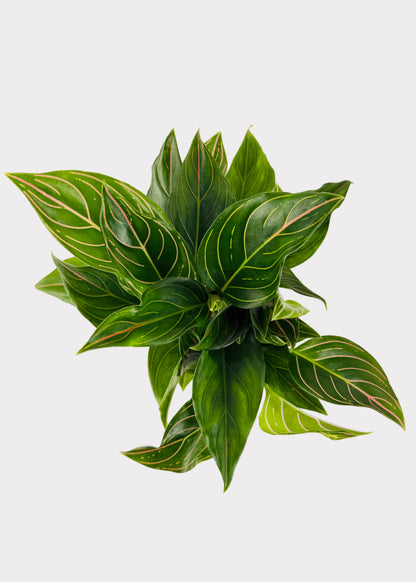 Aglaonema – Red Vein