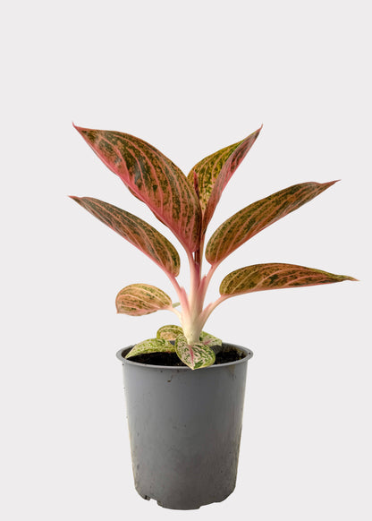Aglaonema - Shining Star