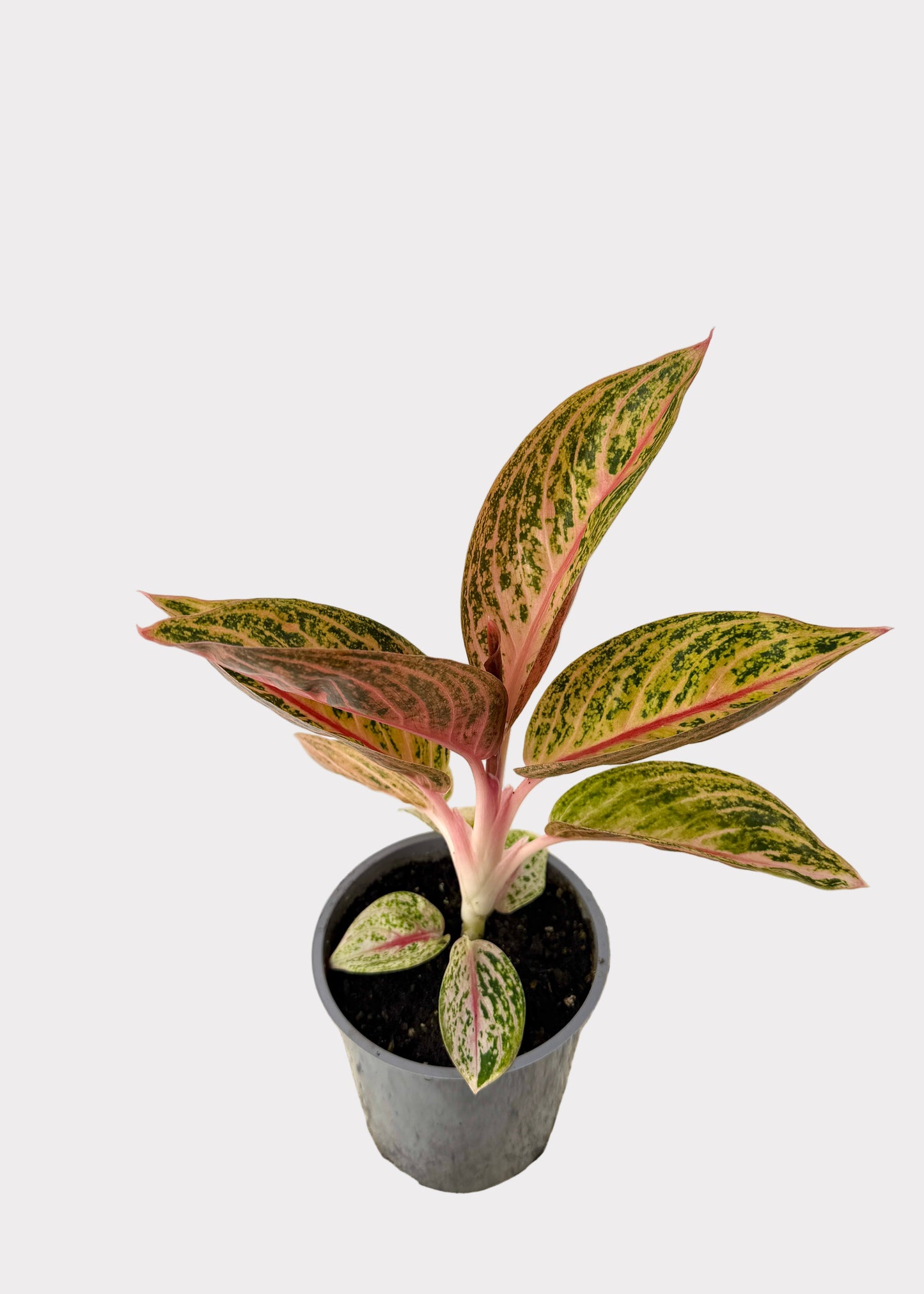 Aglaonema - Shining Star