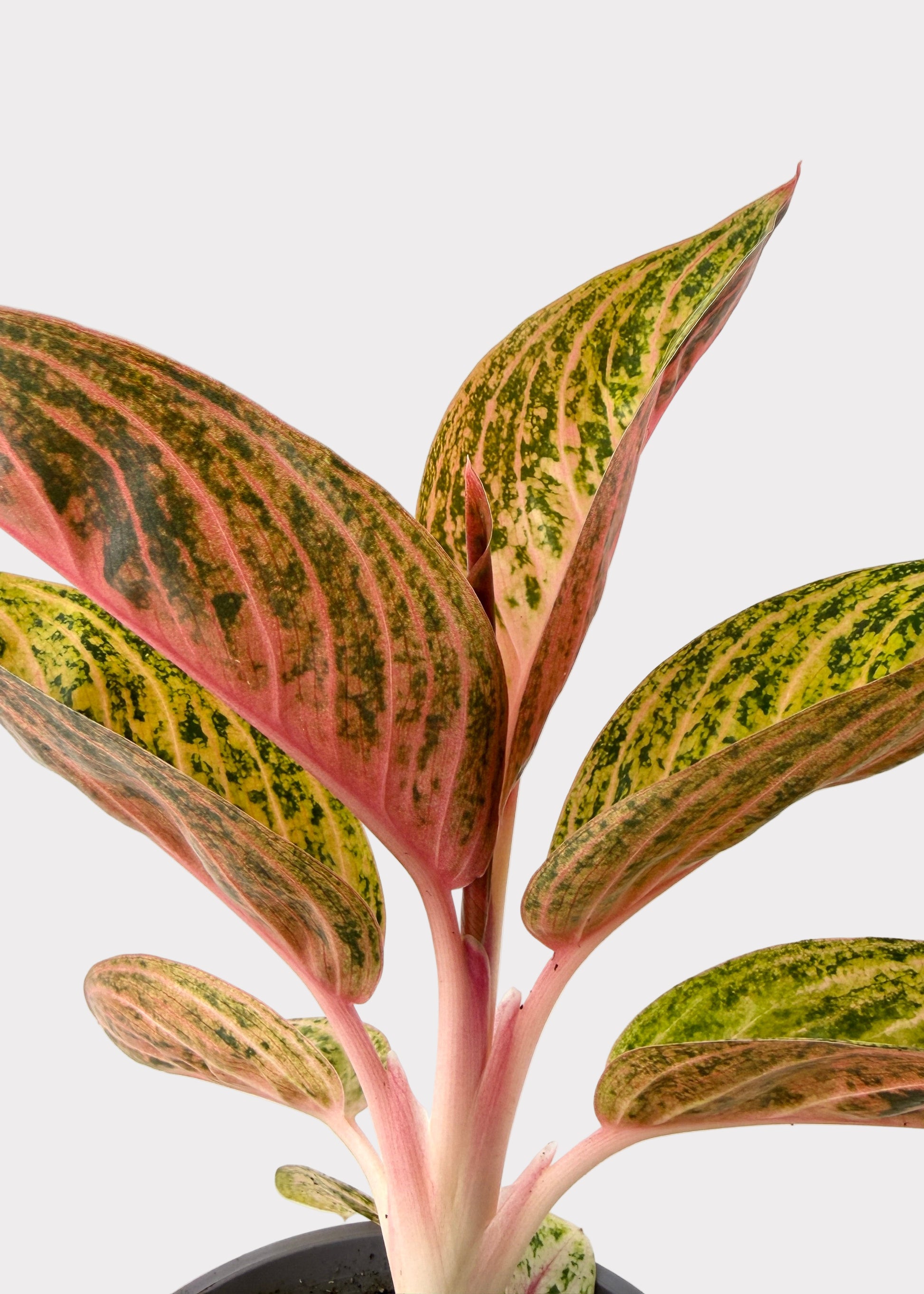 aglaonema star bright Aglaonema