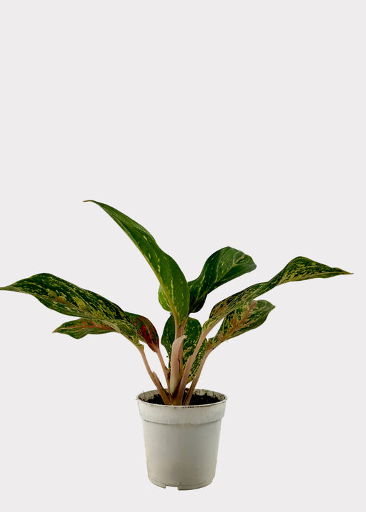 A variegated green plant with long, wavy leaves in shades of green, yellow, and reddish-brown, potted in a small white plastic nursery pot against a light gray background.