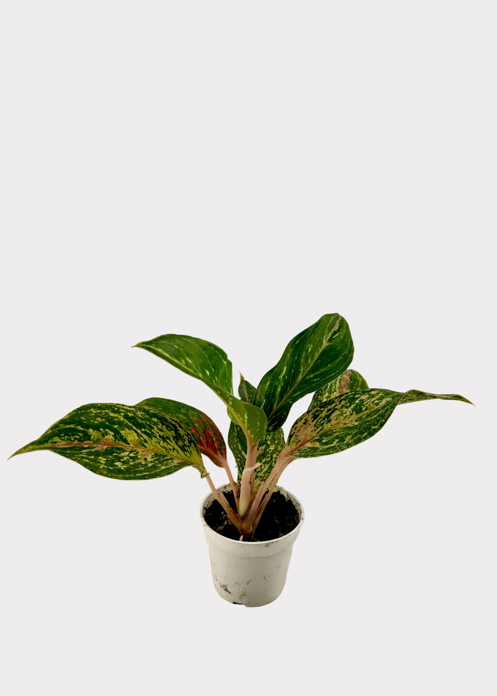 A small potted houseplant with variegated green and yellow leaves, sitting in a white plastic pot on a textured, stained white surface against a white background.