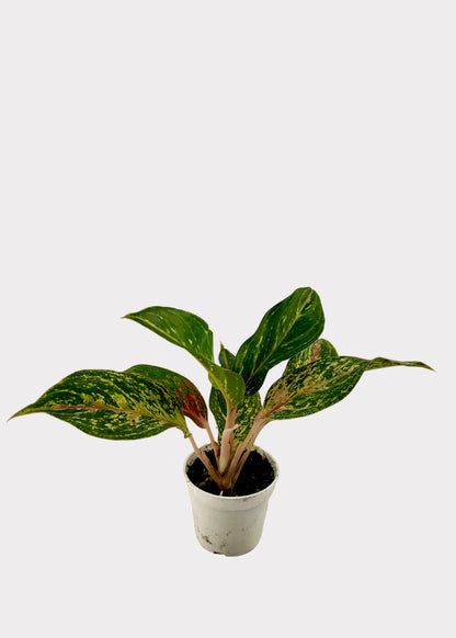 A small potted houseplant with variegated green and yellow leaves, sitting in a white plastic pot on a textured, stained white surface against a white background.
