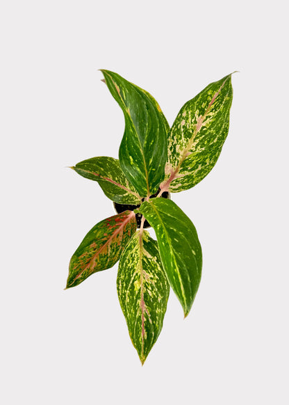 A variegated green and yellow houseplant with pinkish-red veining, shown from above on a white surface with a light gray background.