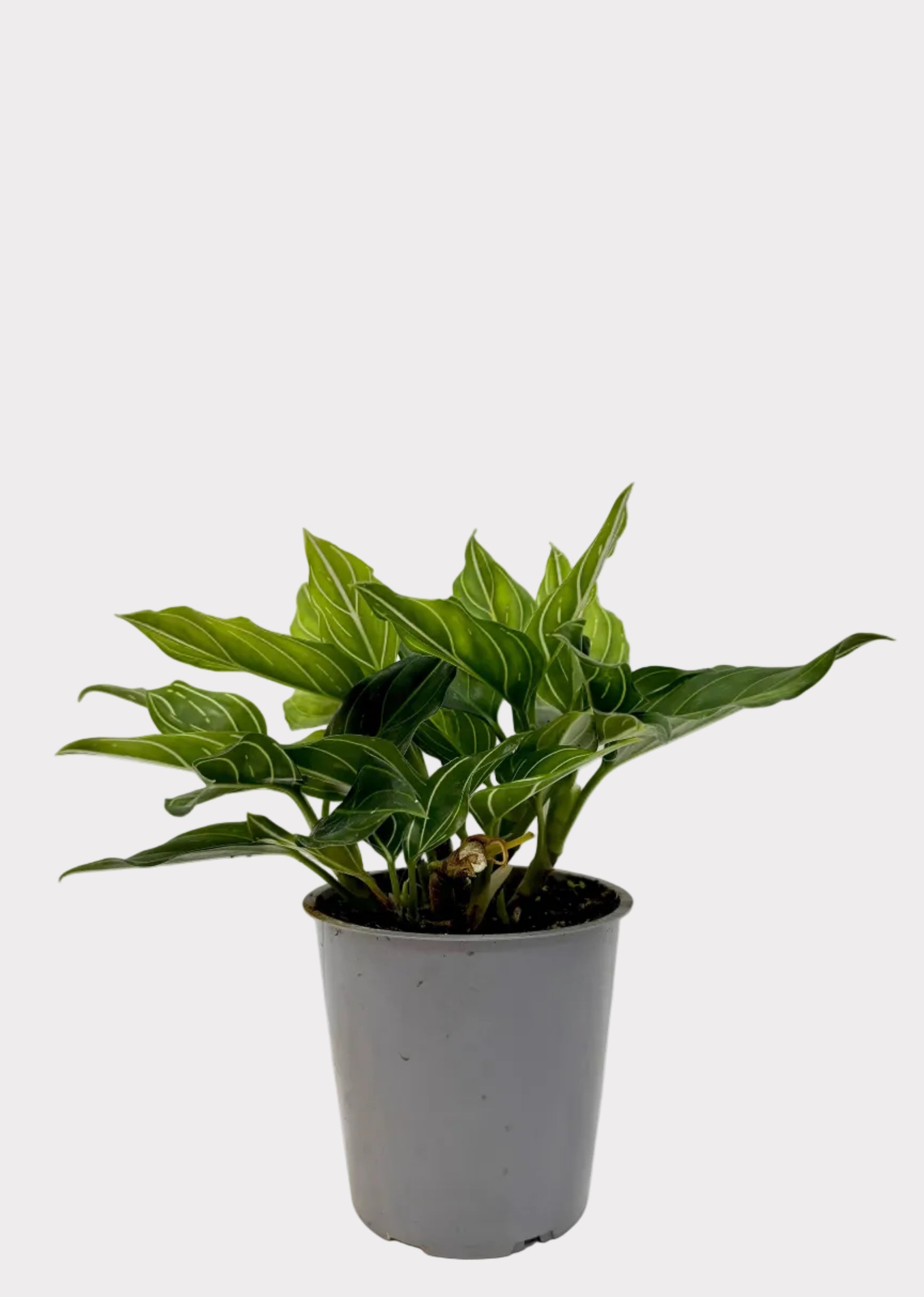 Potted plant with green leaves on a white surface and light gray background