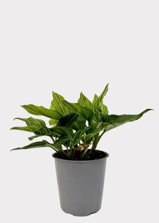 Potted plant with green leaves on a white surface and light gray background