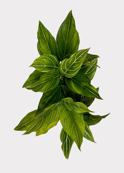 Green leafy plant with white veins on a light gray background