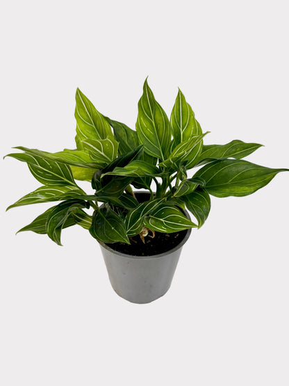 Potted plant on a white surface with a plain background