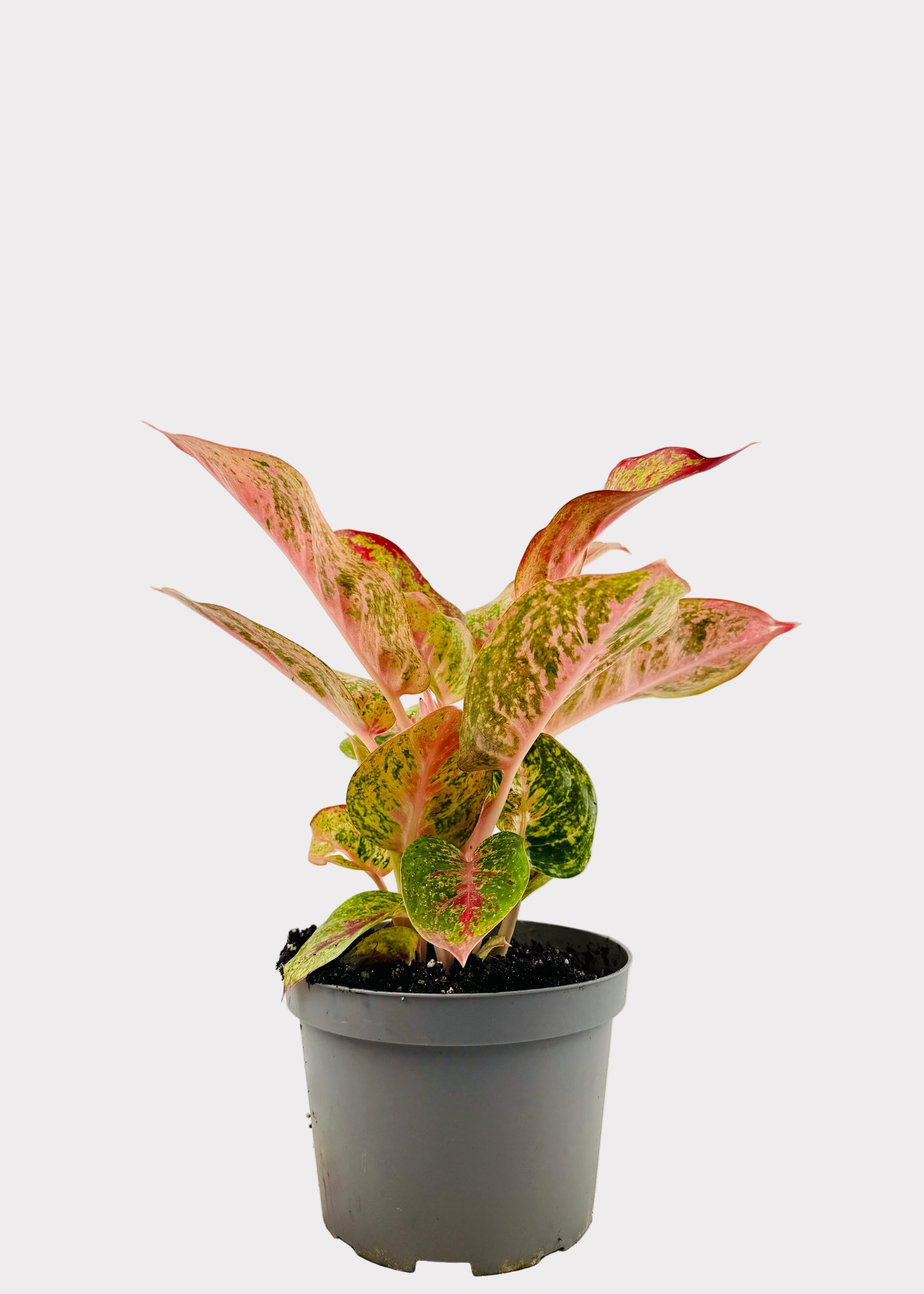 aglaonema rainbow Aglaonema