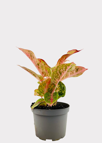 Aglaonema - Yan Huo
