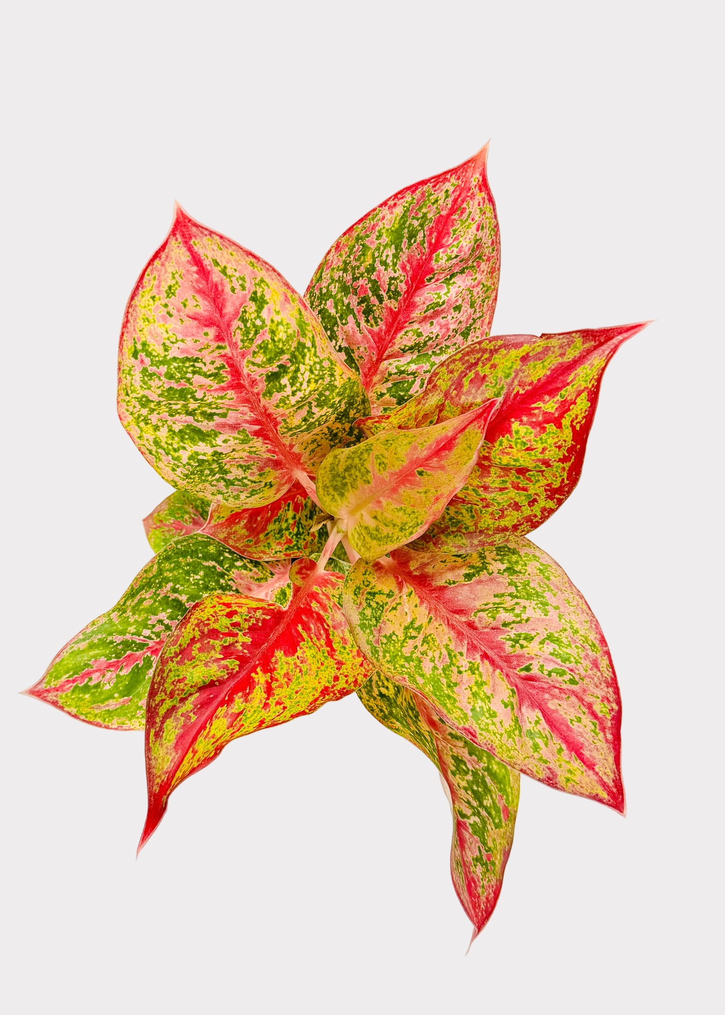 Aglaonema - Yan Huo
