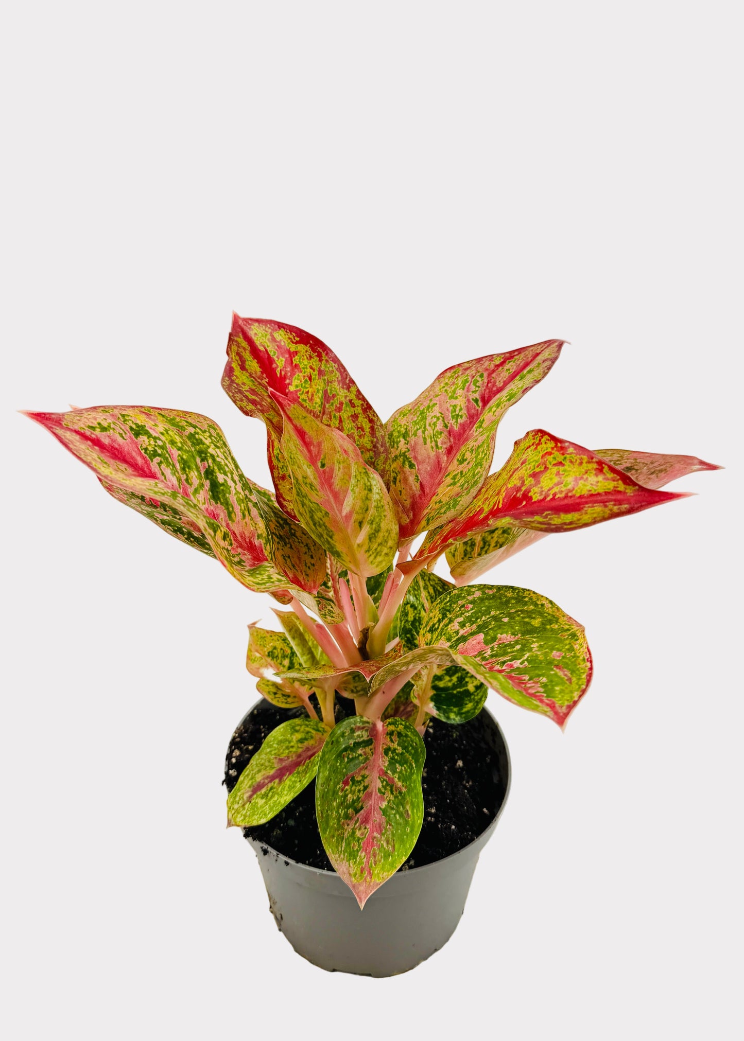 Aglaonema - Yan Huo