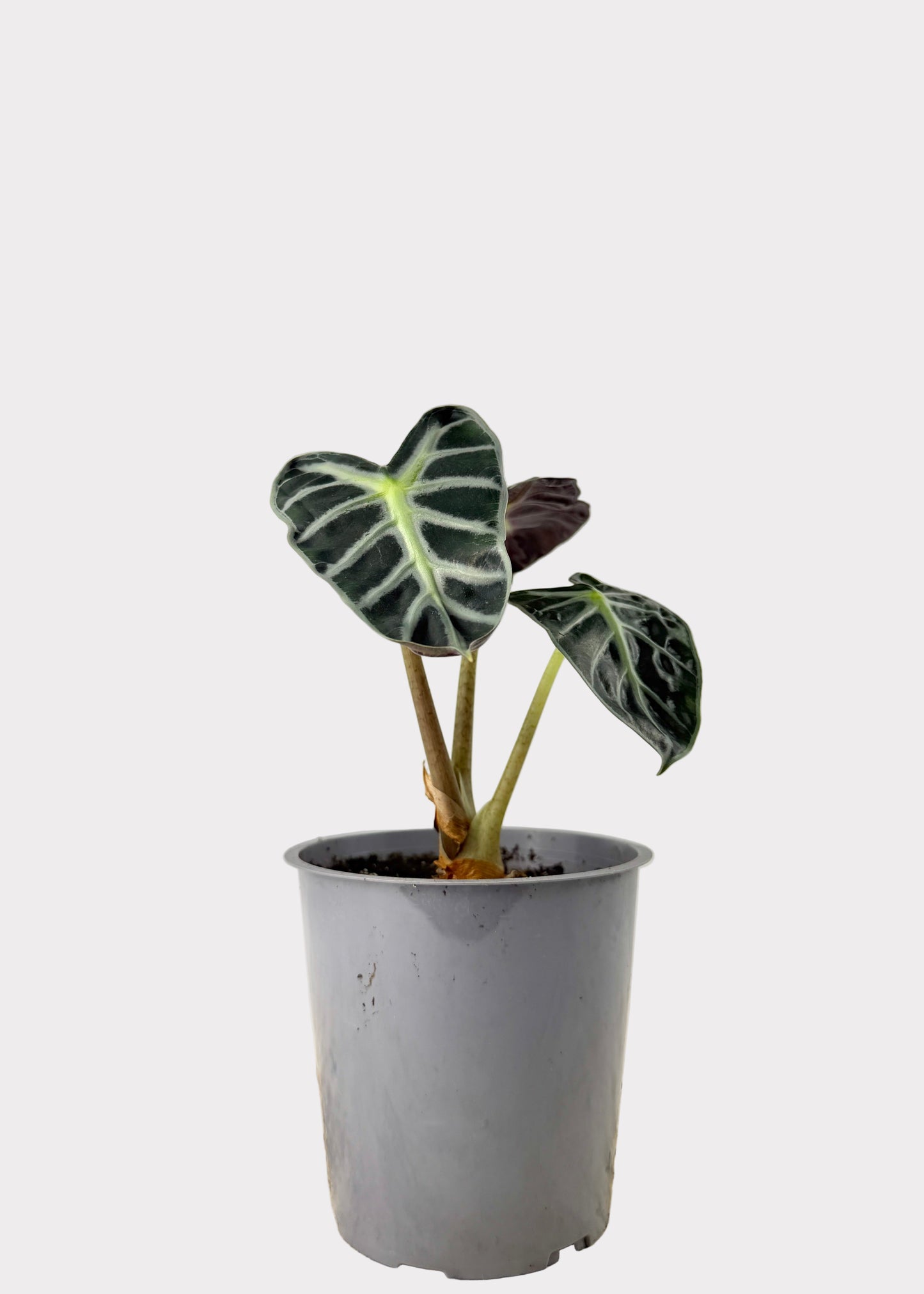 Alocasia – Balloon Heart