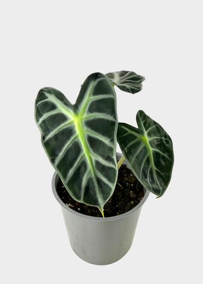 Alocasia – Balloon Heart