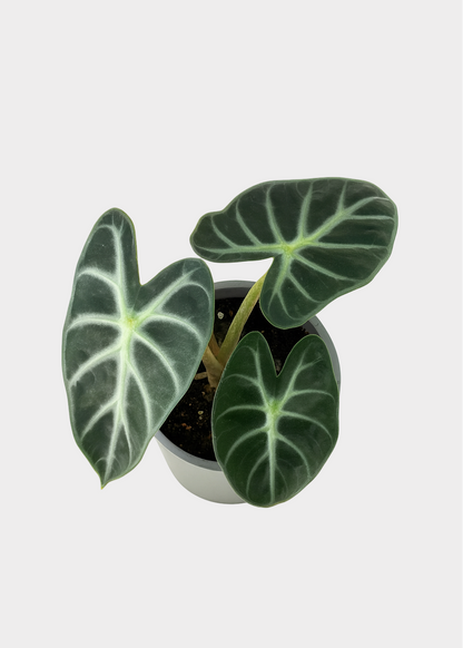 Alocasia – Balloon Heart