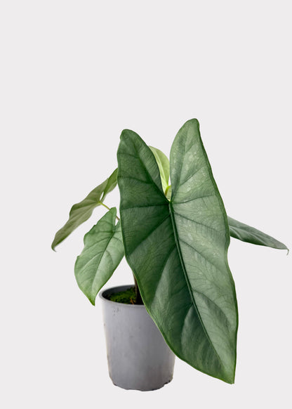 Alocasia – Corazon