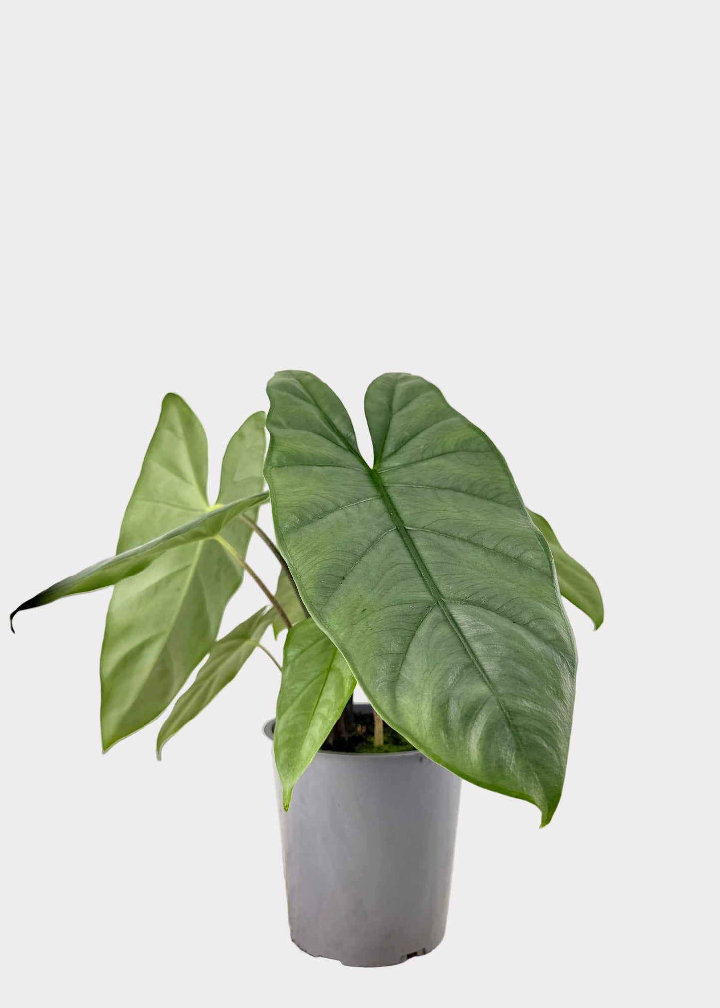 Alocasia – Corazon