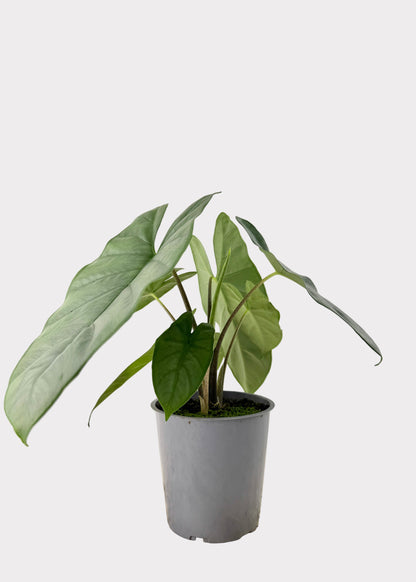 Alocasia – Corazon