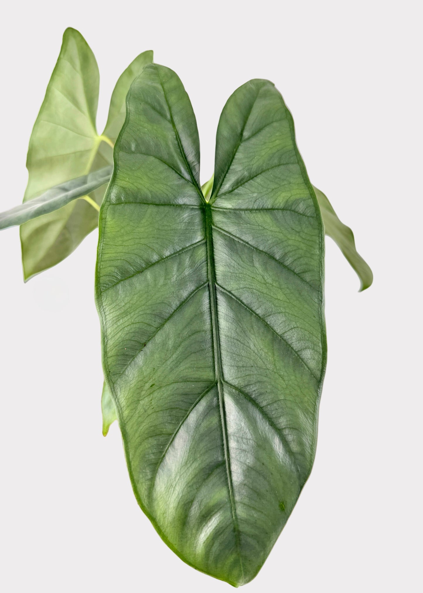 Alocasia – Corazon