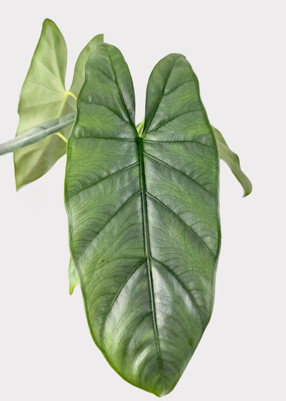 Alocasia – Corazon