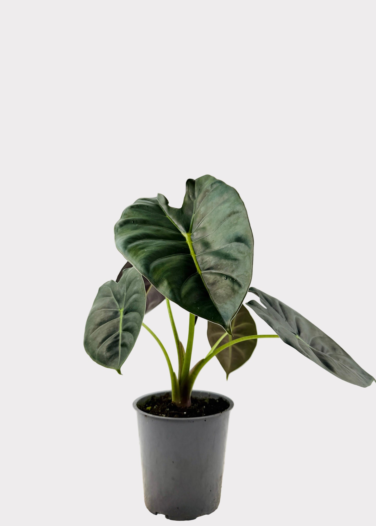Alocasia – Golden Bone