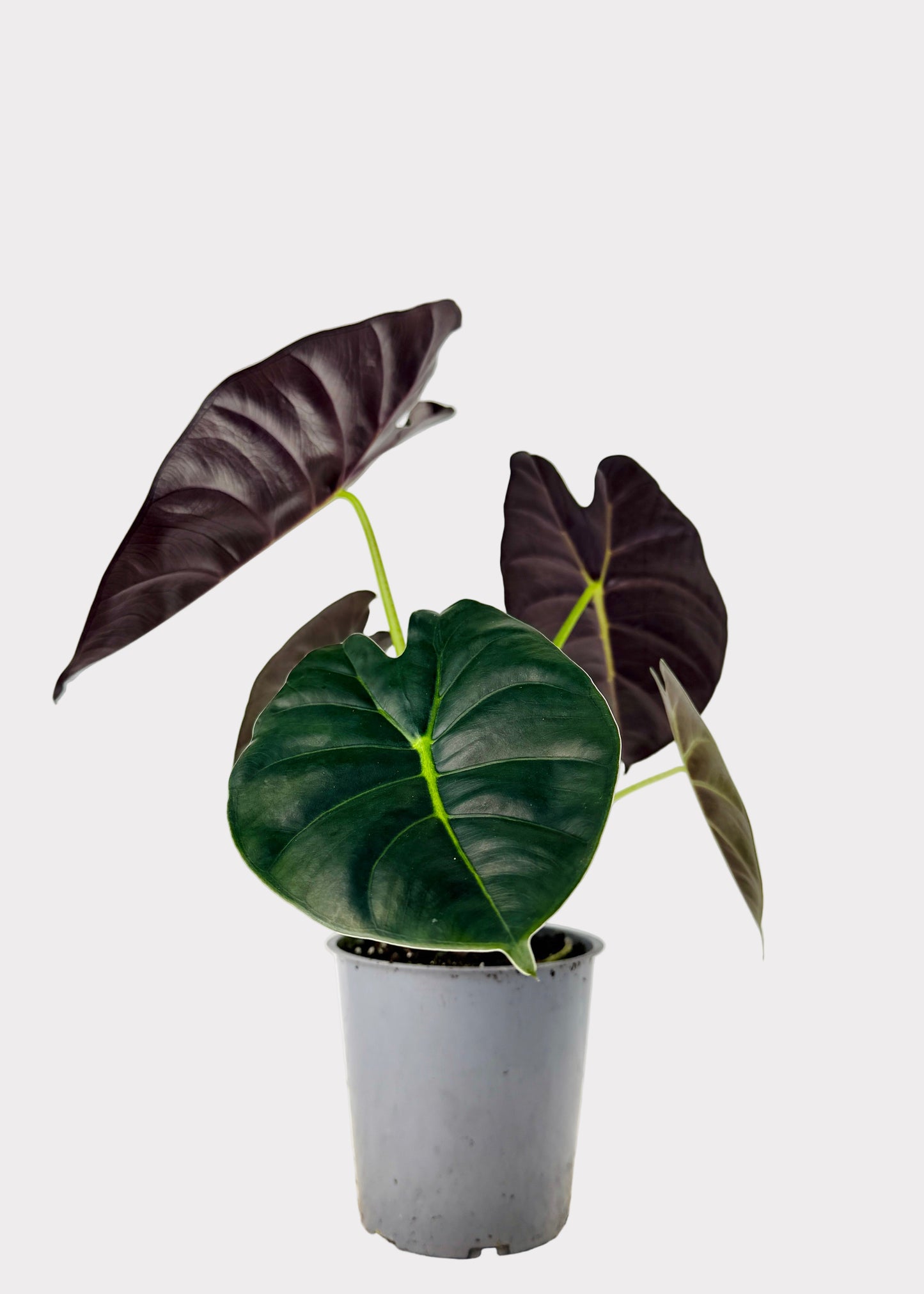 Alocasia – Golden Bone