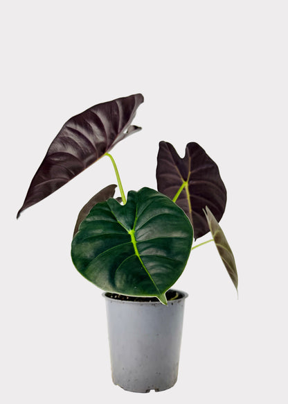 Alocasia – Golden Bone