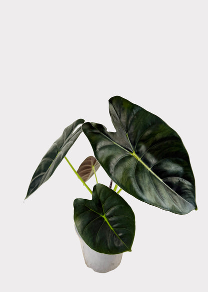 Alocasia – Golden Bone