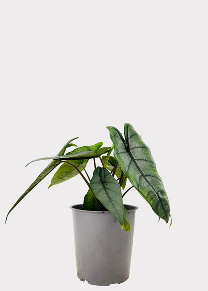 Alocasia – Heterophylla