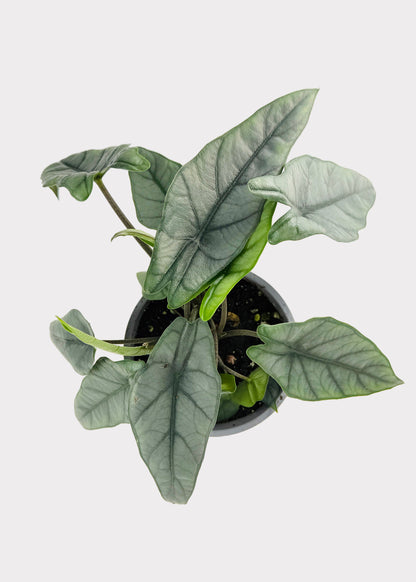 Alocasia – Heterophylla