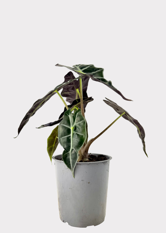 Alocasia – Polly