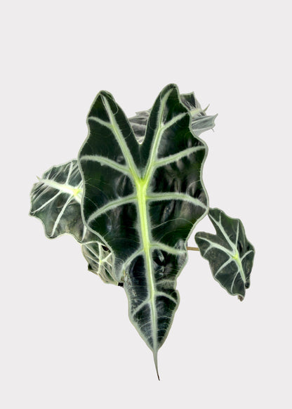 Alocasia – Polly