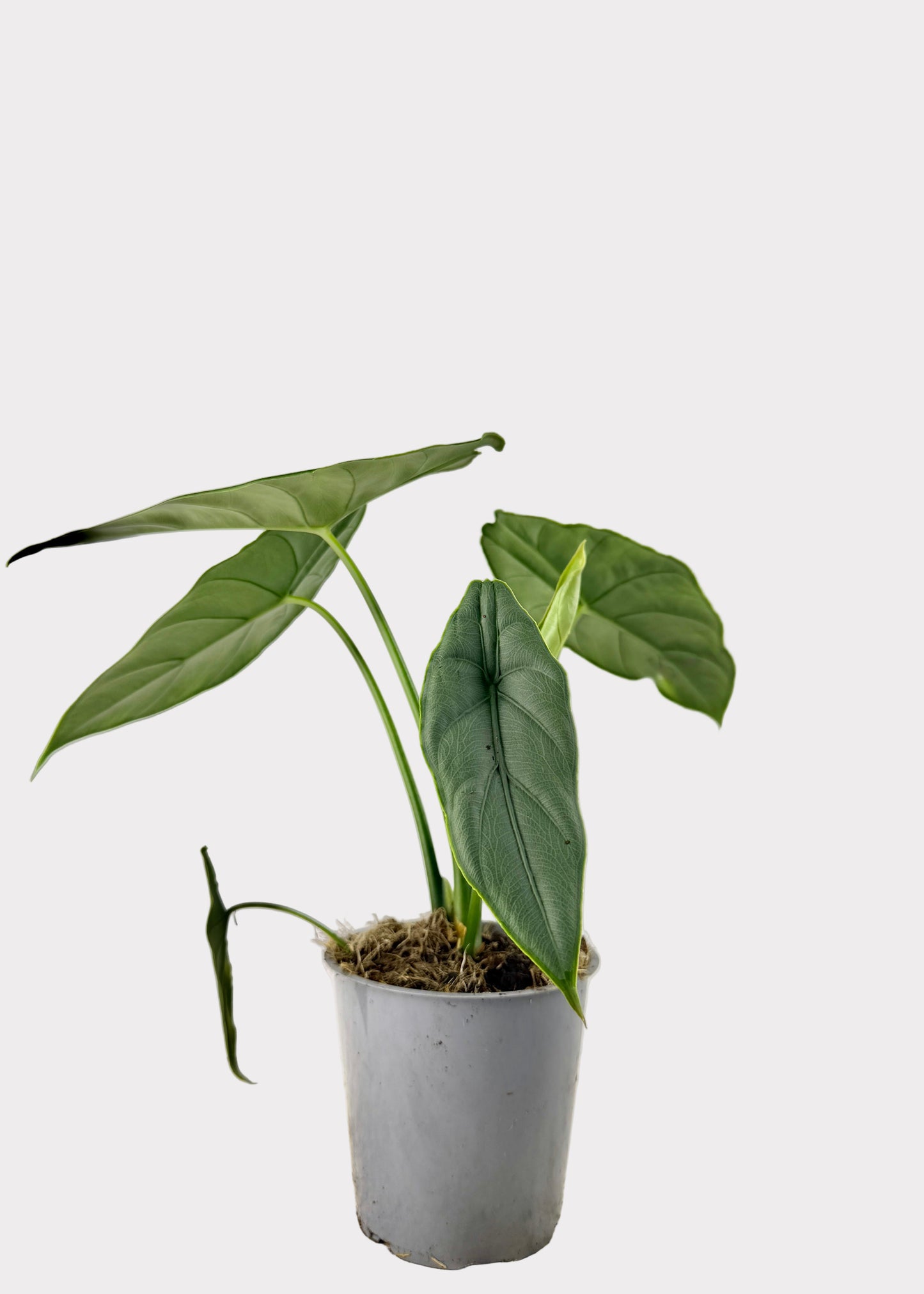 Alocasia – Puncak Borneensis