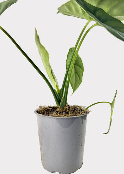 Alocasia – Puncak Borneensis