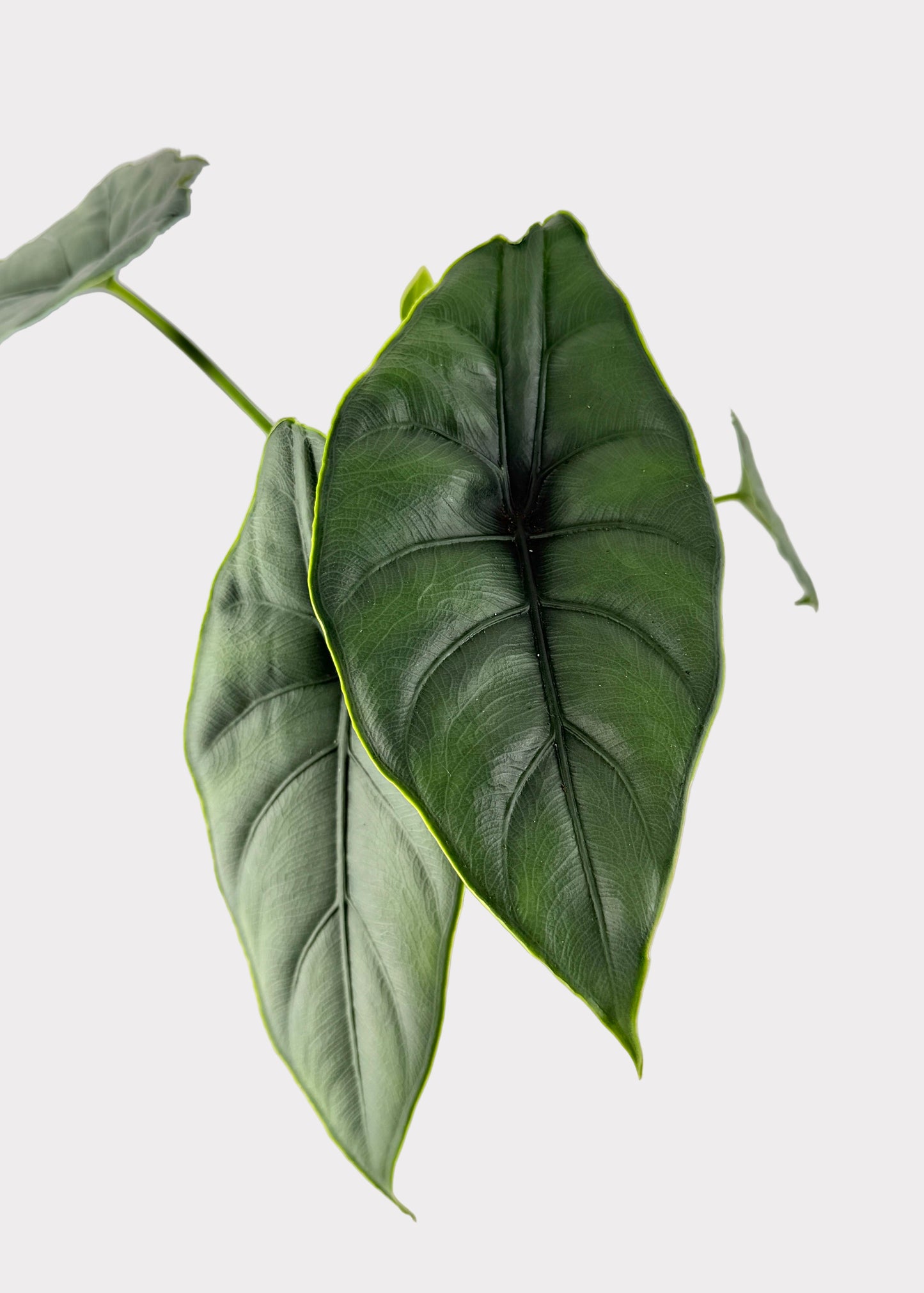 Alocasia – Puncak Borneensis