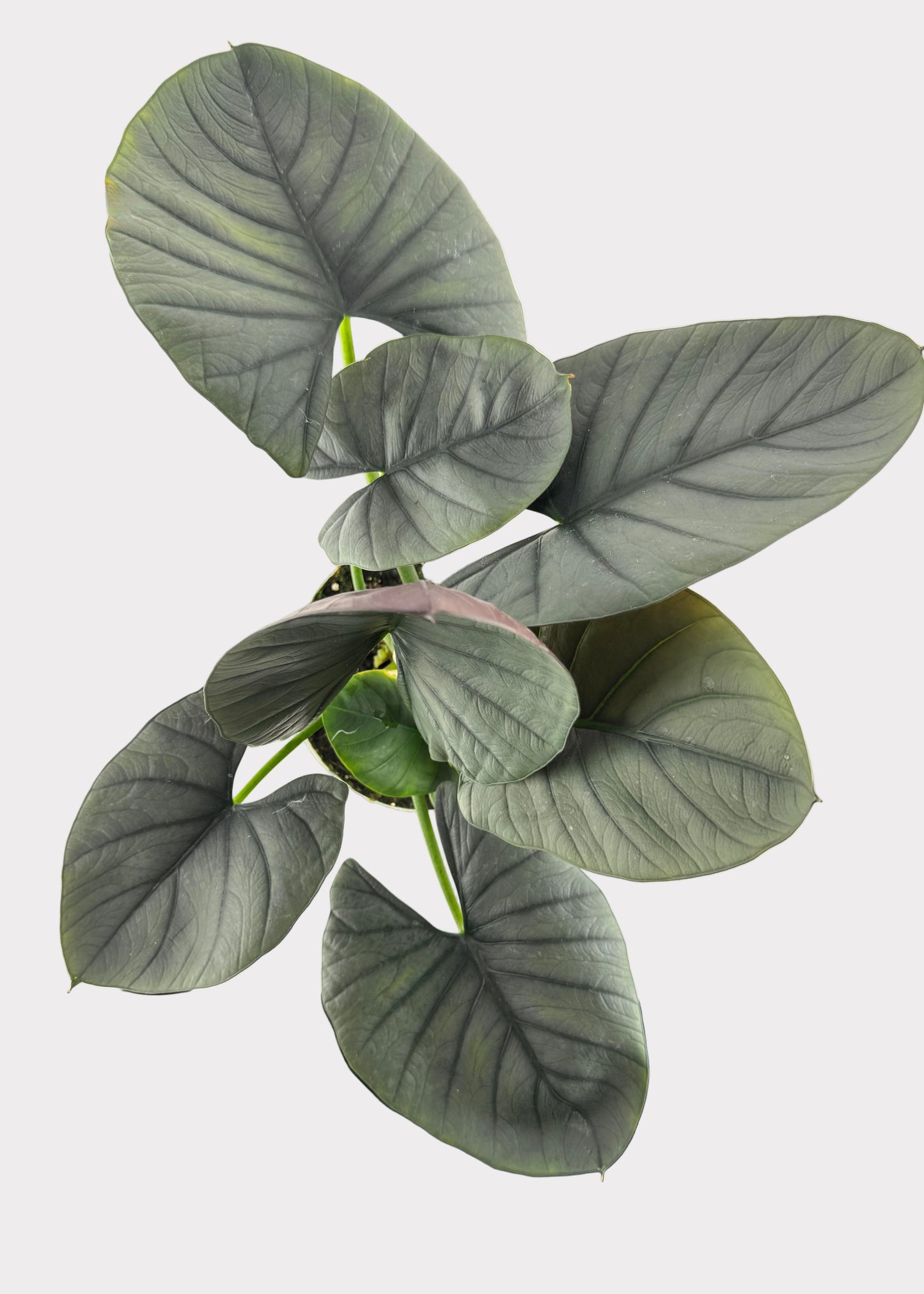 Alocasia – Reginae