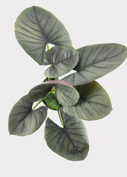 Alocasia – Reginae